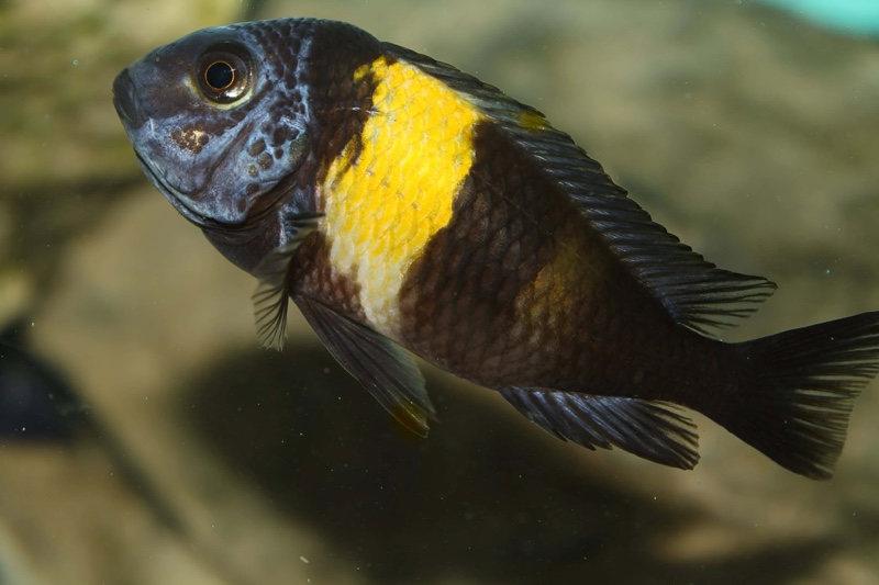 Tropheus duboisi 'Halembe'